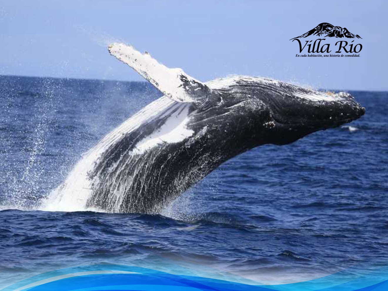 Whale Watching